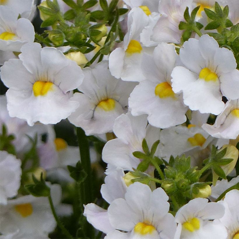 Nemesia Karoo White (Blüte)