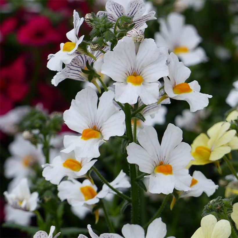 Nemesia strumosa Sunsatia Anona (Blüte)