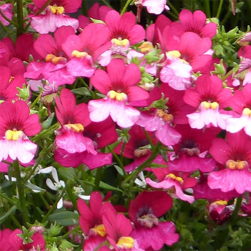 Nemesia strumosa Sunsatia Plus Berry Delight (Blüte)