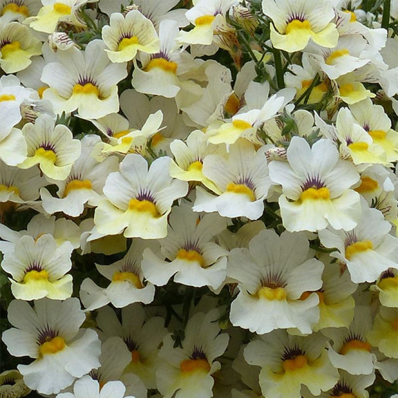 Nemesia strumosa Sunsatia Plus Little Vanilla (Blüte)