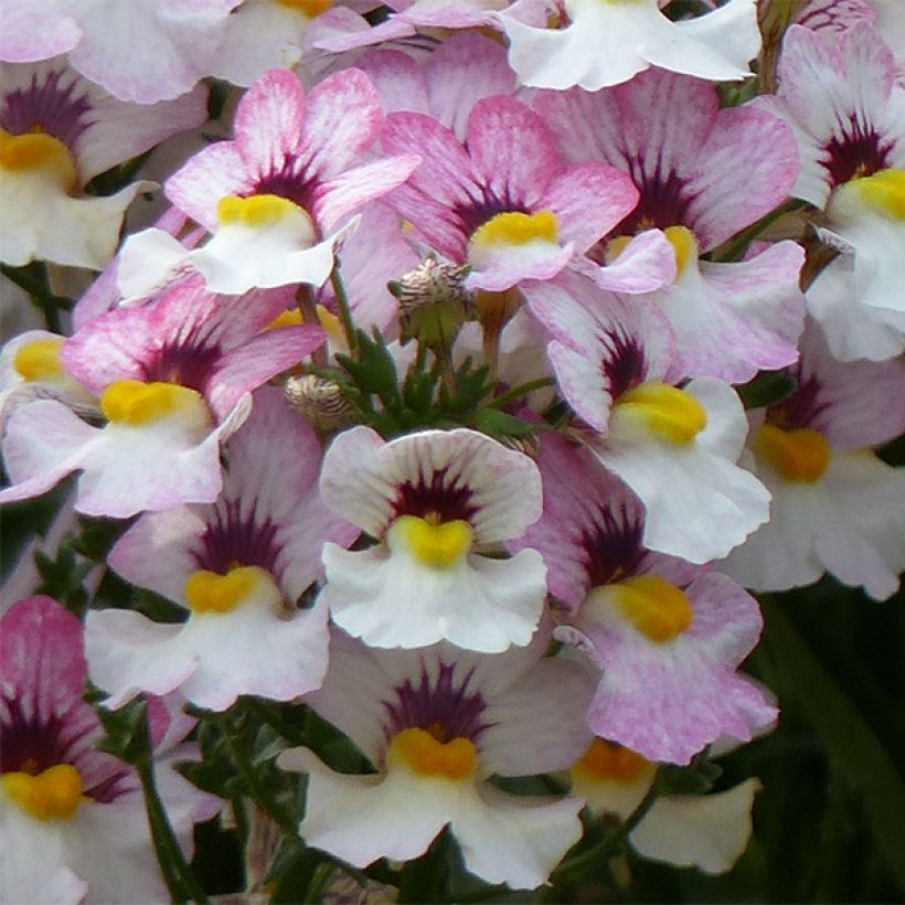 Nemesia strumosa Sunsatia Plus Lychee (Blüte)