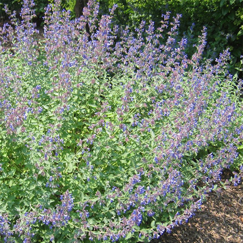 Katzenminze Blue Dragon - Nepeta (Blüte)