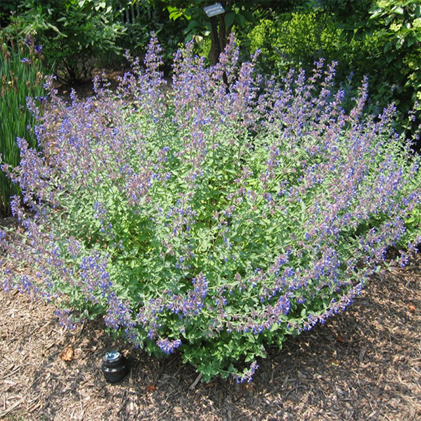 Katzenminze Blue Dragon - Nepeta (Hafen)