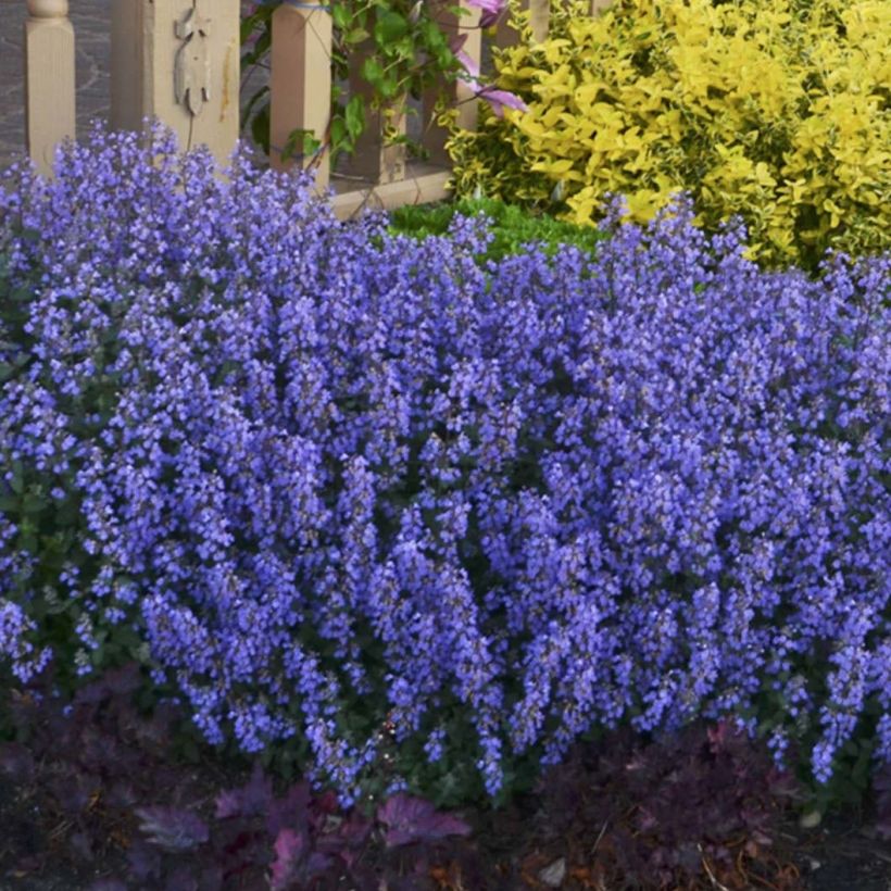 Katzenminze Cat's Pajamas - Nepeta faassenii (Hafen)