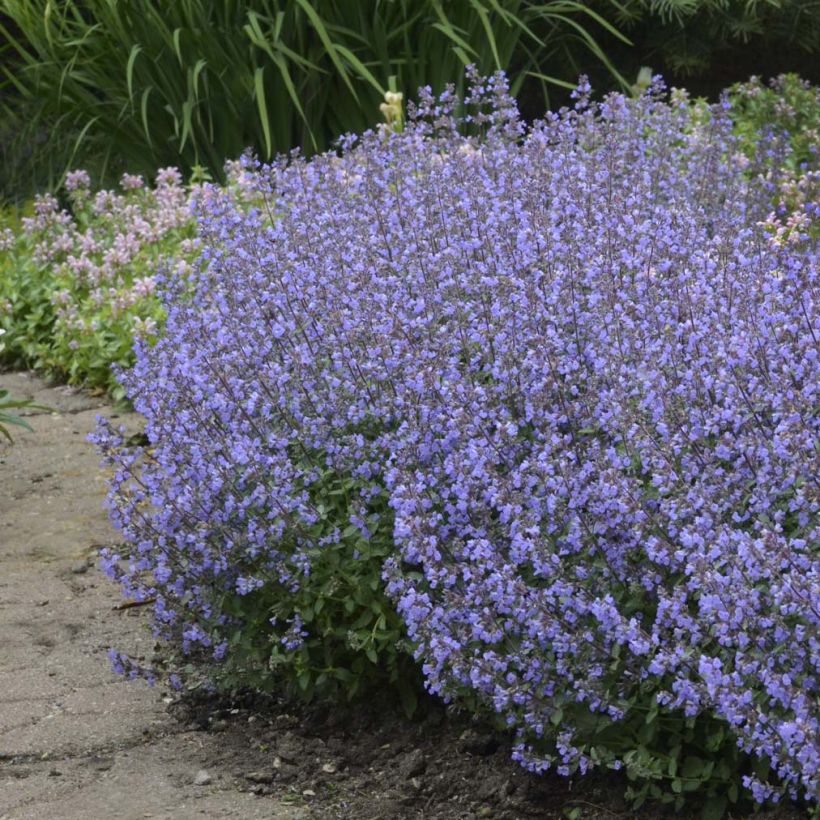 Katzenminze Purrsian Blue - Nepeta faassenii (Hafen)