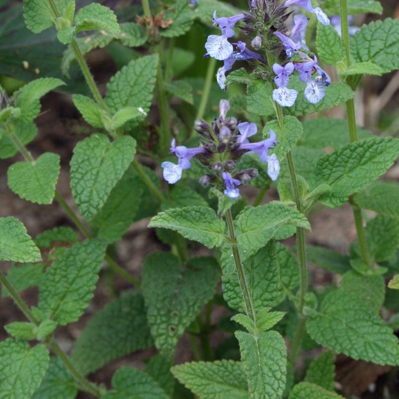 Clarkes Katzenminze - Nepeta clarkei (Laub)