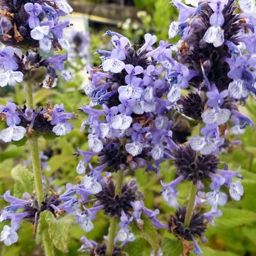 Clarkes Katzenminze - Nepeta clarkei (Blüte)