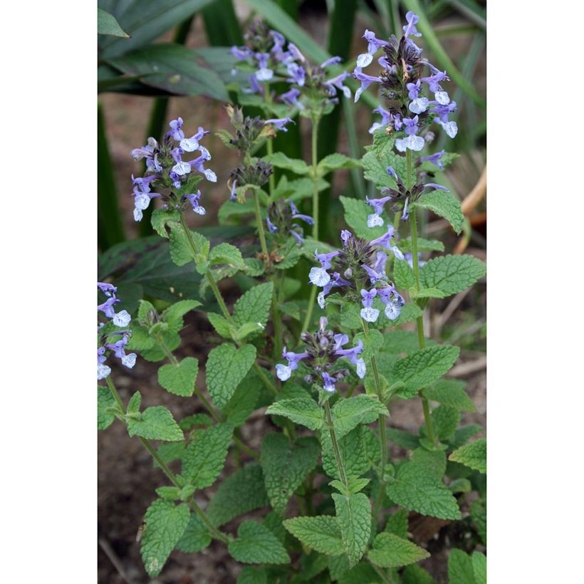 Clarkes Katzenminze - Nepeta clarkei (Hafen)