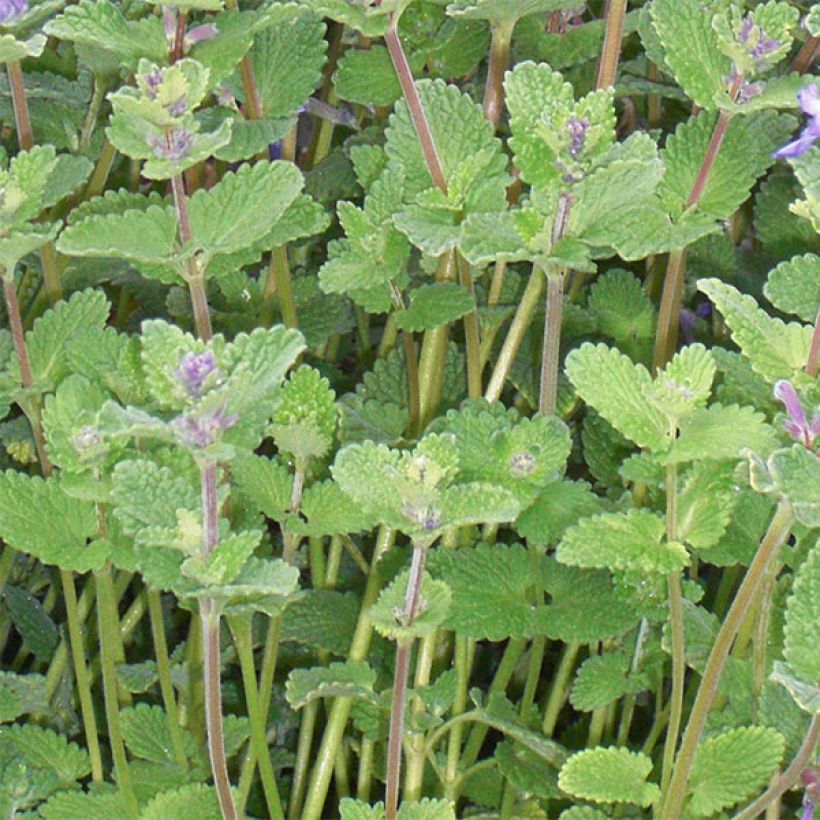 Katzenminze - Nepeta faassenii (Laub)