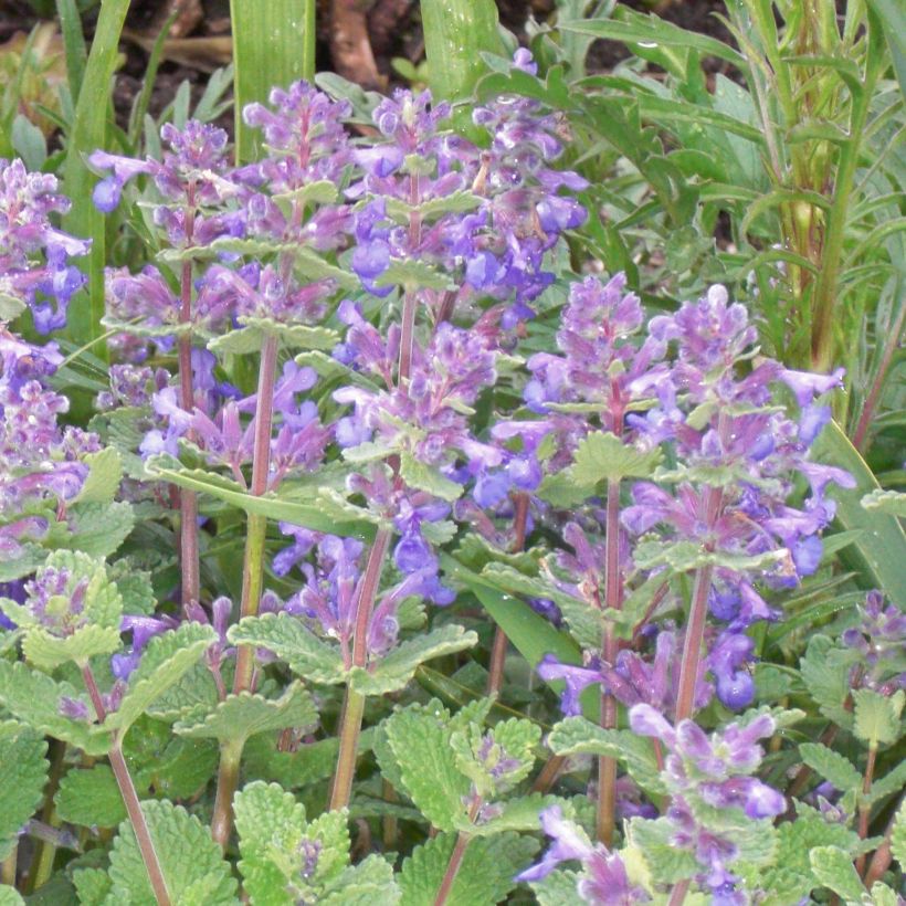 Katzenminze - Nepeta faassenii (Blüte)