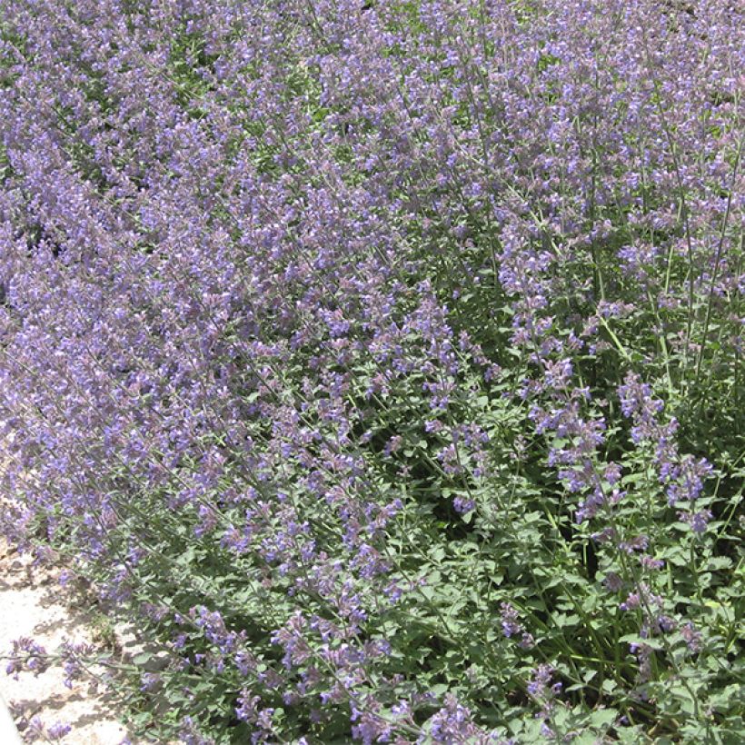 Katzenminze - Nepeta faassenii (Hafen)