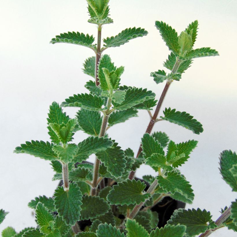 Katzenminze Cat's Meow - Nepeta faassenii (Laub)