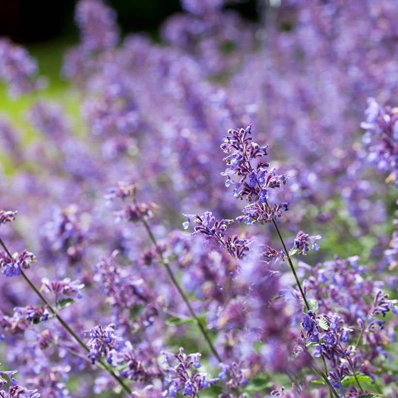 Katzenminze Six Hill s Giant - Nepeta faassenii (Blüte)