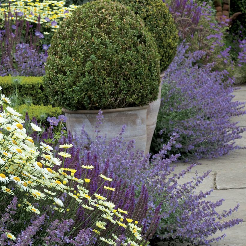 Katzenminze Walker's Low - Nepeta faassenii (Hafen)