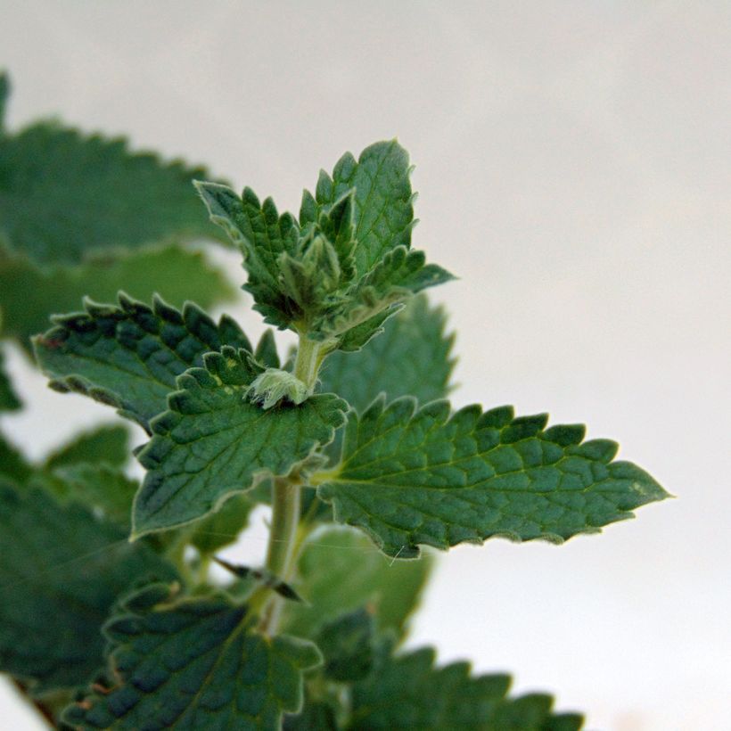 Katzenminze Walker's Low - Nepeta faassenii (Laub)