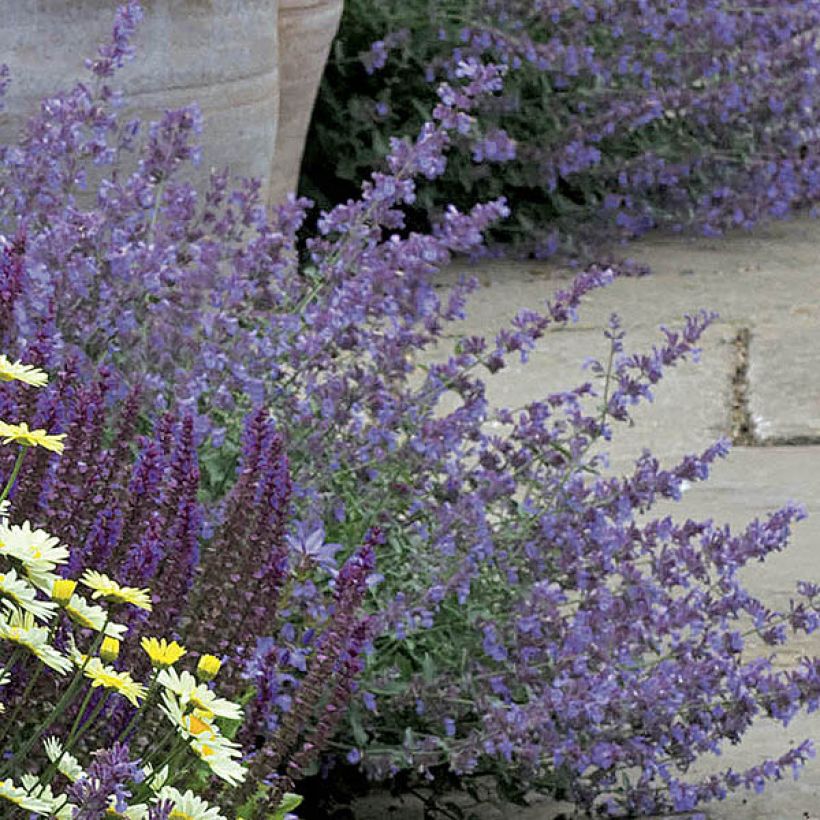 Katzenminze Walker's Low - Nepeta faassenii (Blüte)