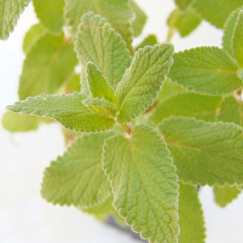 Großblütige Katzenminze Bramdean - Nepeta grandiflora (Laub)