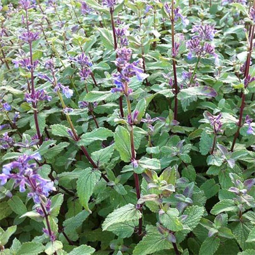 Großblütige Katzenminze Bramdean - Nepeta grandiflora (Blüte)