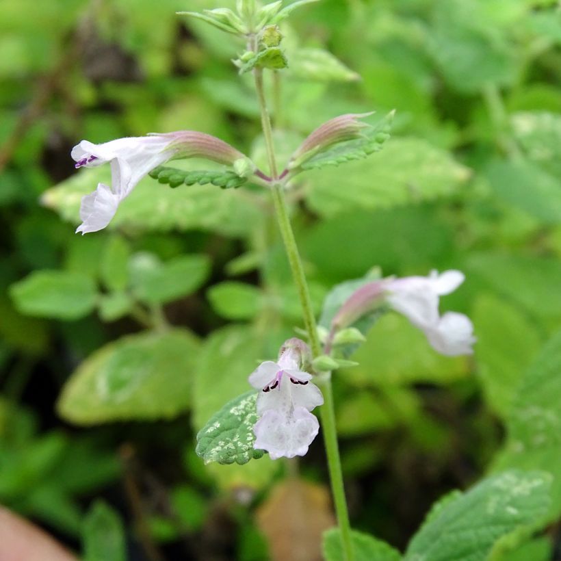 Großblütige Katzenminze Dawn to Dusk - Nepeta grandiflora (Blüte)