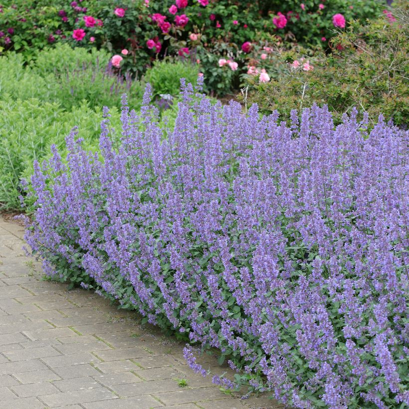 Großblütige Katzenminze Summer Magic - Nepeta grandiflora (Hafen)