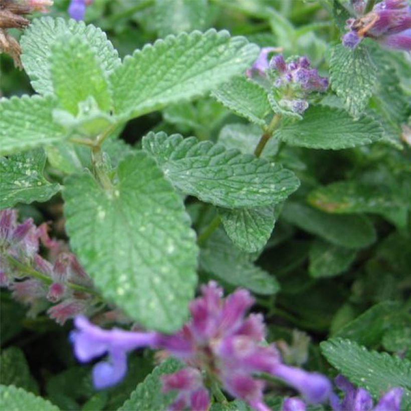 Großblütige Katzenminze Wild Cat - Nepeta grandiflora (Laub)