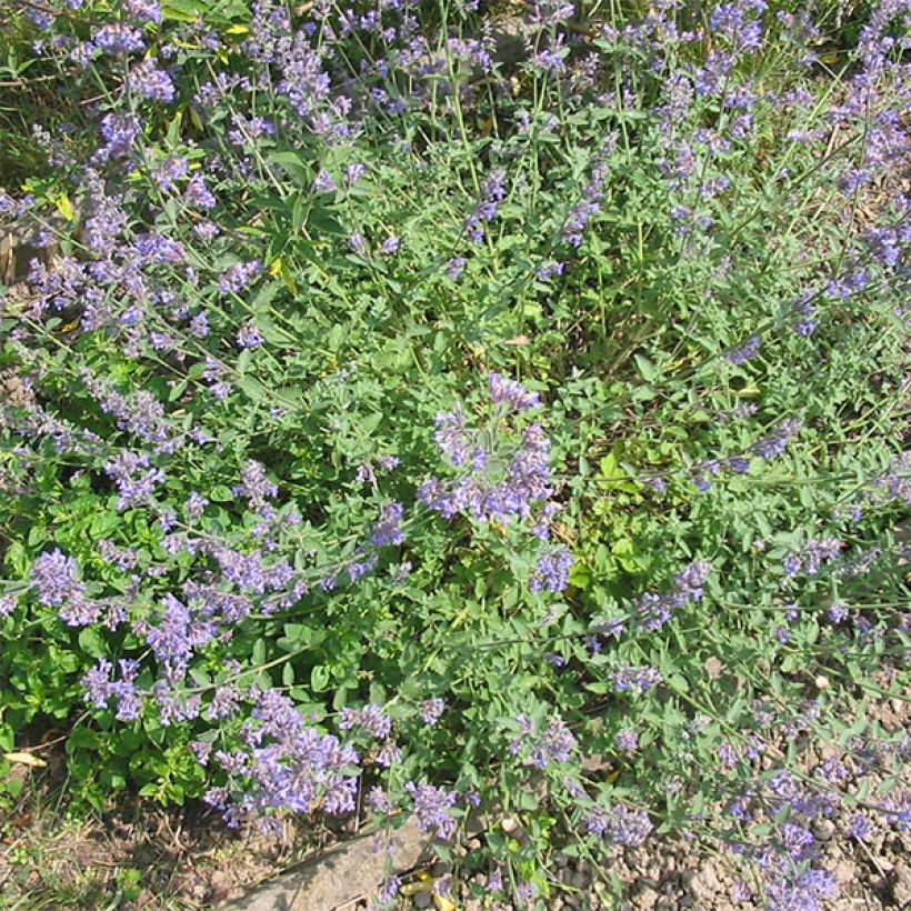 Großblütige Katzenminze Wild Cat - Nepeta grandiflora (Hafen)