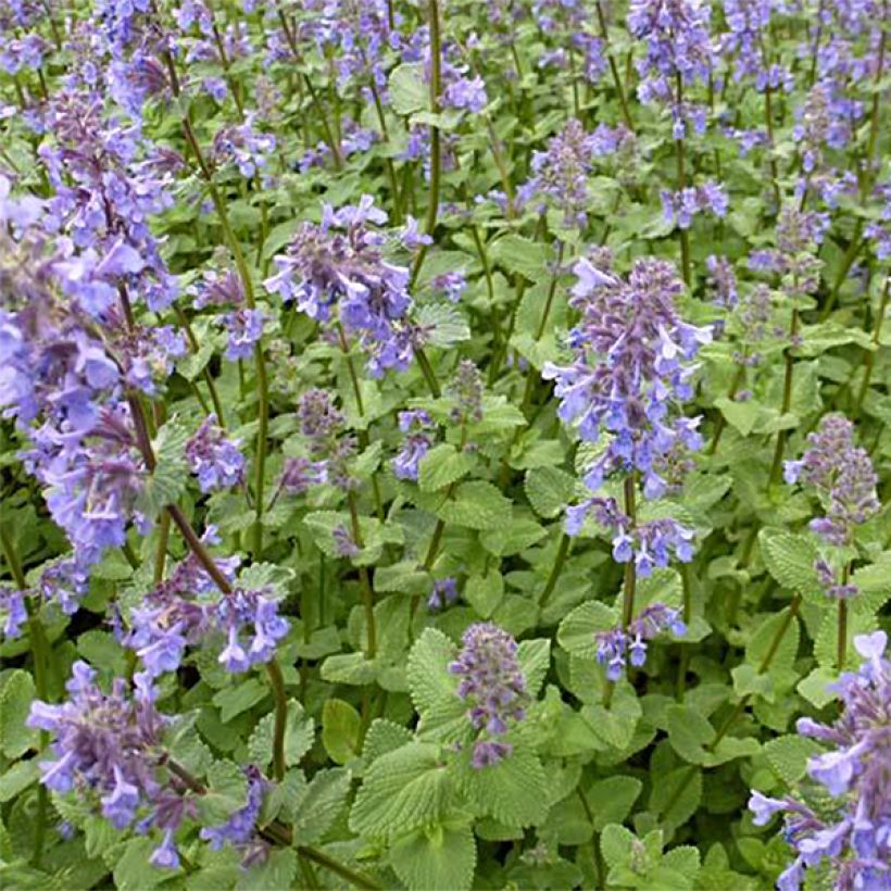 Großblütige Katzenminze Zinser's Giant - Nepeta grandiflora (Hafen)