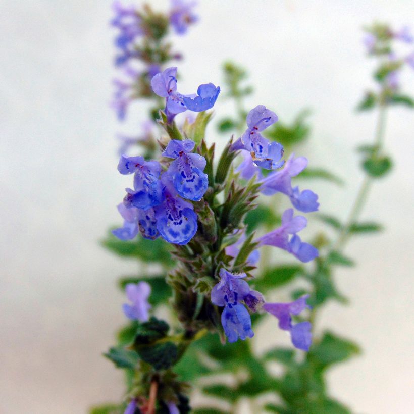 Großblütige Katzenminze Zinser's Giant - Nepeta grandiflora (Blüte)