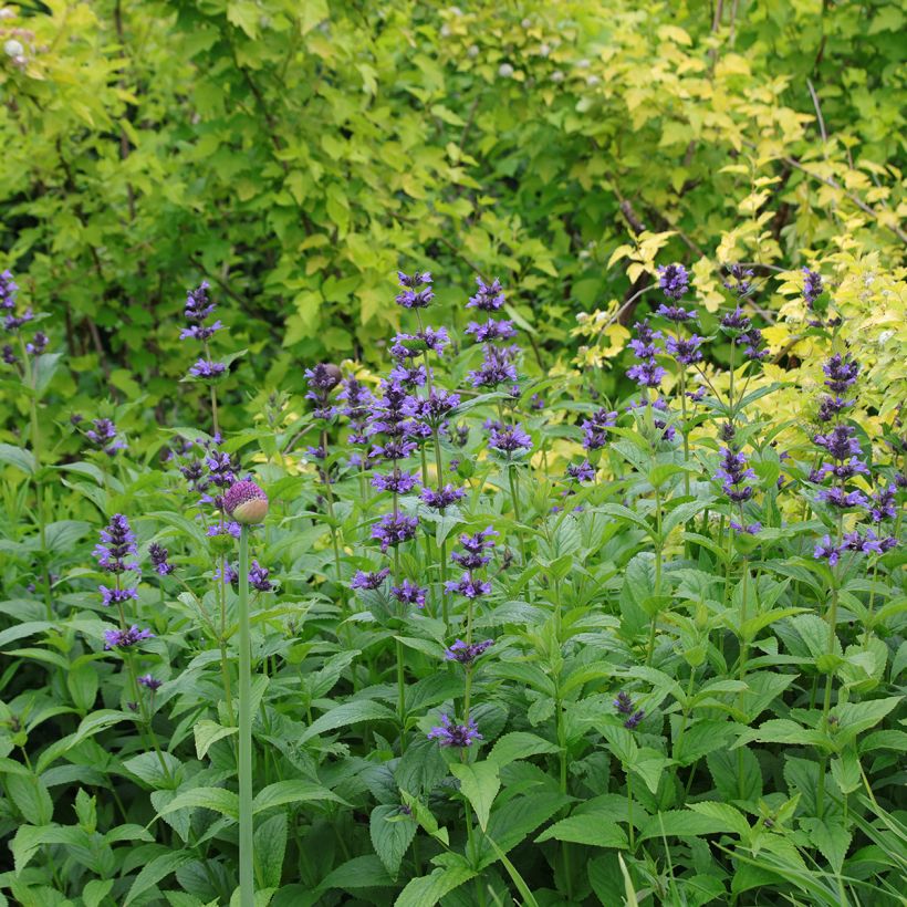 Katzenminze - Nepeta kubanica (Hafen)