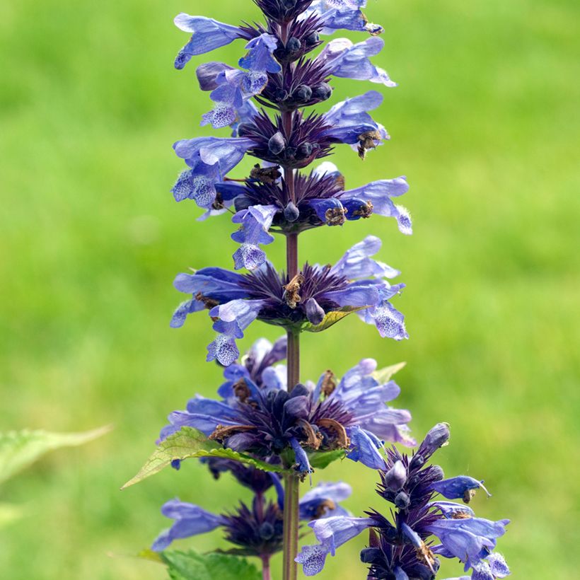 Katzenminze - Nepeta kubanica (Blüte)