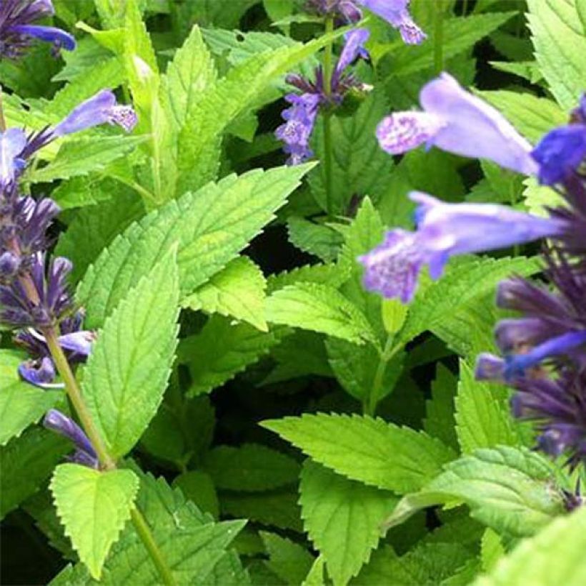 Katzenminze Manchu Blue - Nepeta manchuriensis (Laub)