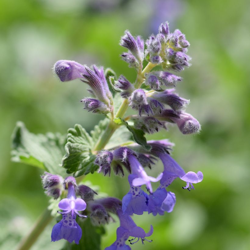 Katzenminze Manchu Blue - Nepeta manchuriensis (Blüte)