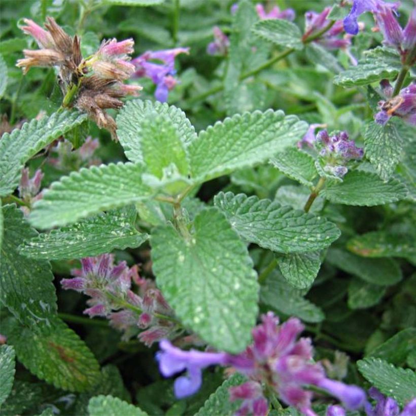 Trauben-Katzenminze - Nepeta mussini (Laub)