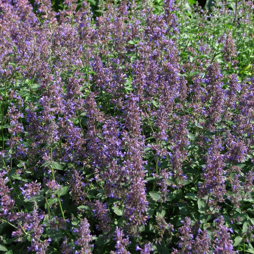 Trauben-Katzenminze - Nepeta mussini (Blüte)