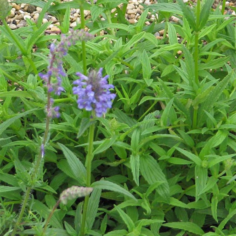 Geaderte Katzenminze - Nepeta nervosa (Laub)