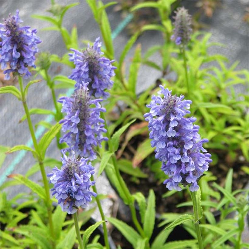 Geaderte Katzenminze - Nepeta nervosa (Blüte)