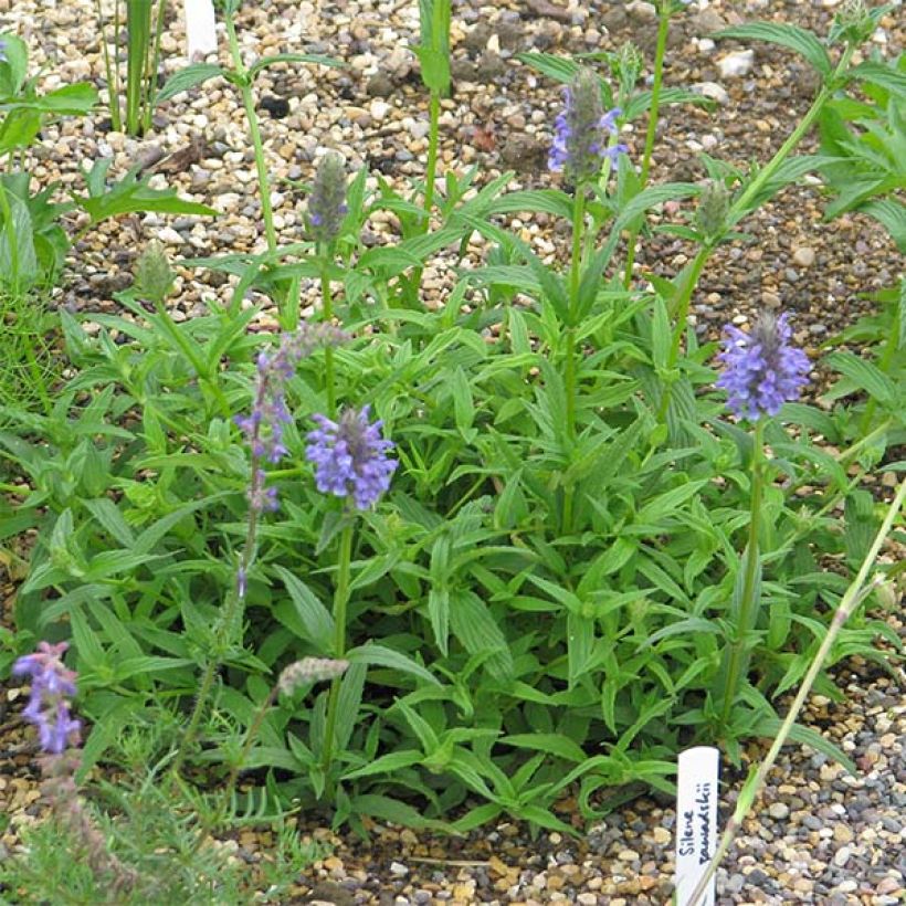 Geaderte Katzenminze - Nepeta nervosa (Hafen)