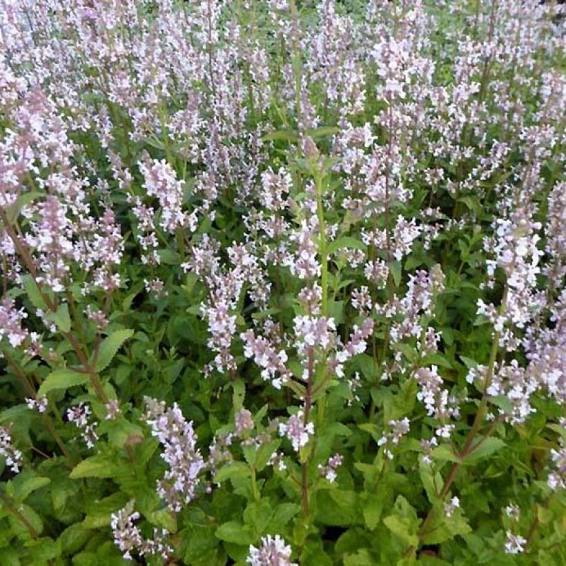 Kahle Katzenminze Anne's Choice - Nepeta nuda (Hafen)