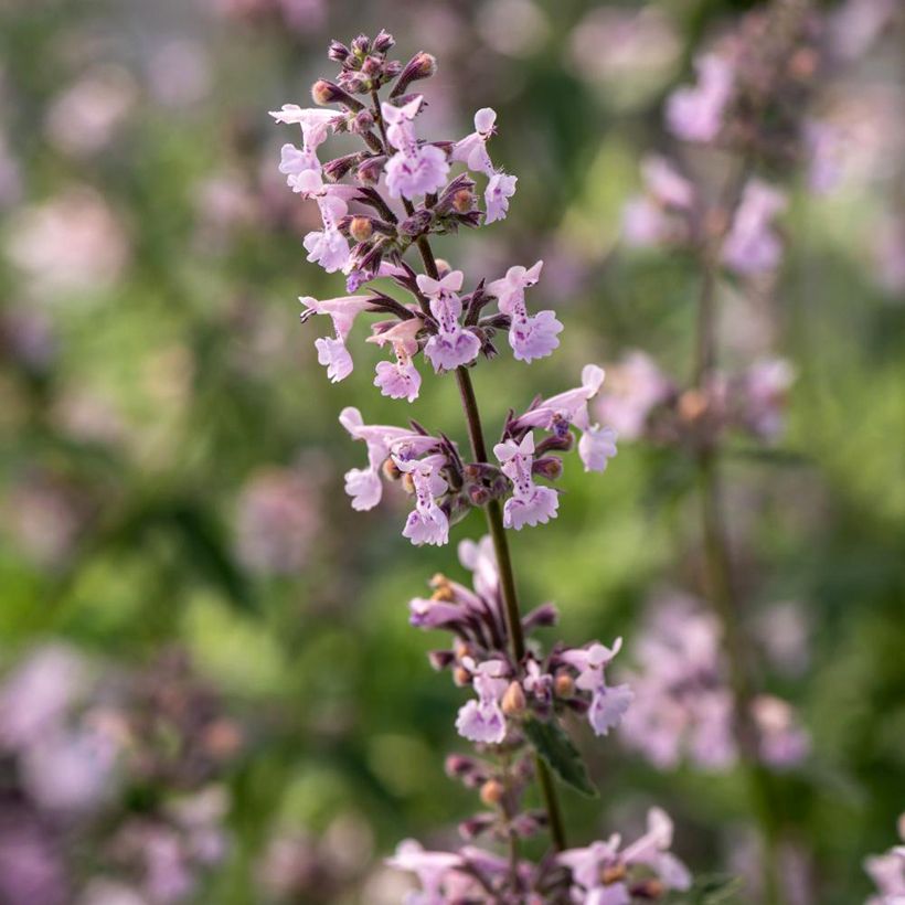 Nepeta racemosa Amelia - Traubige Katzenminze (Blüte)