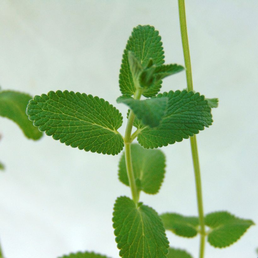 Traubige Katzenminze Grog - Nepeta racemosa (Laub)