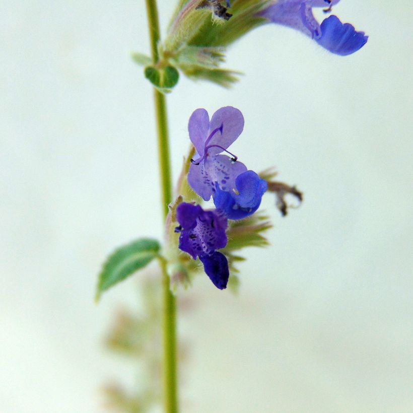 Traubige Katzenminze Grog - Nepeta racemosa (Blüte)