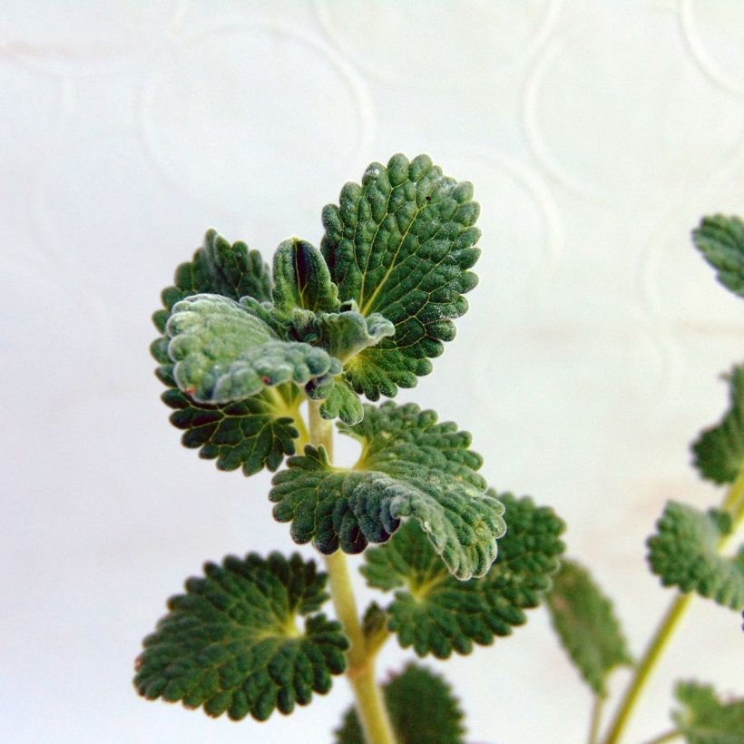 Traubige Katzenminze Snowflake - Nepeta racemosa (Laub)