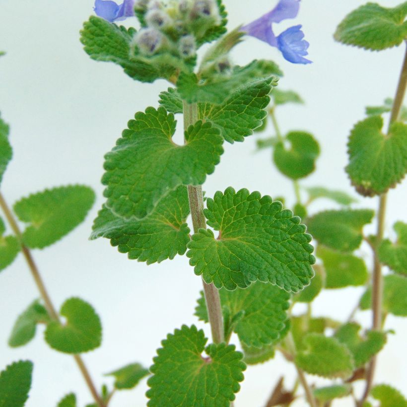 Traubige Katzenminze Superba - Nepeta racemosa (Laub)