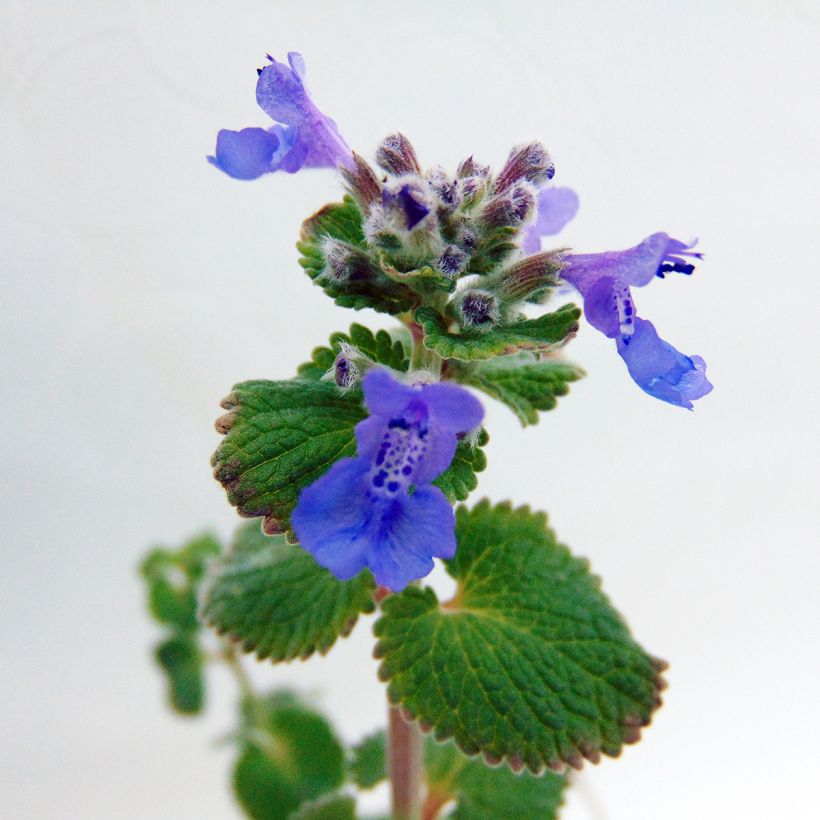 Traubige Katzenminze Superba - Nepeta racemosa (Blüte)