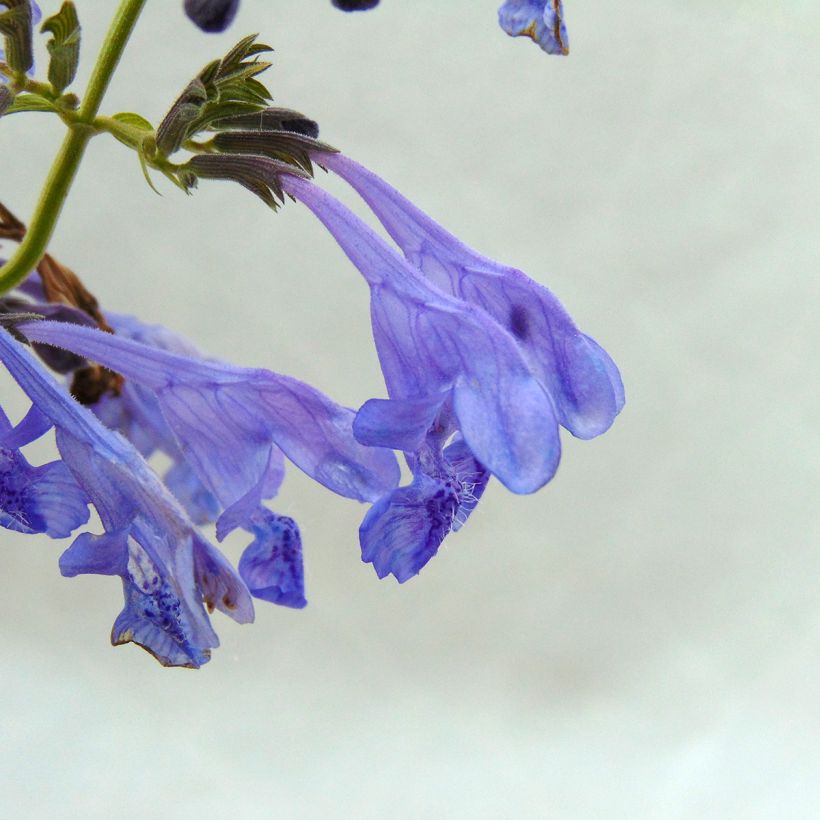 Katzenminze Souvenir d'Andre Chaudron - Nepeta sibirica (Blüte)