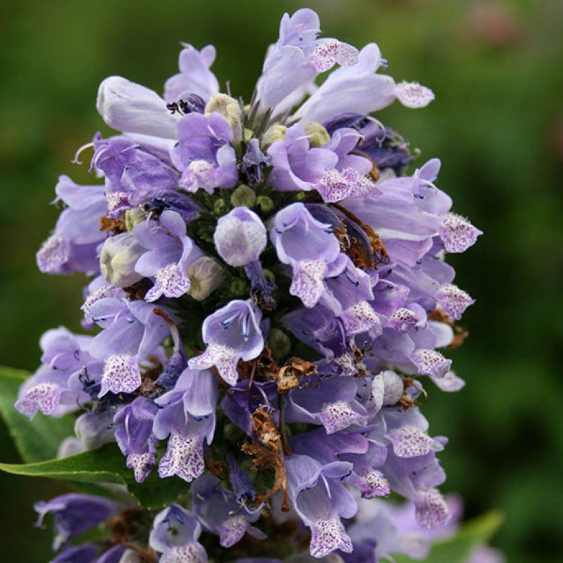 Sitzende Katzenminze - Nepeta subsessilis (Blüte)