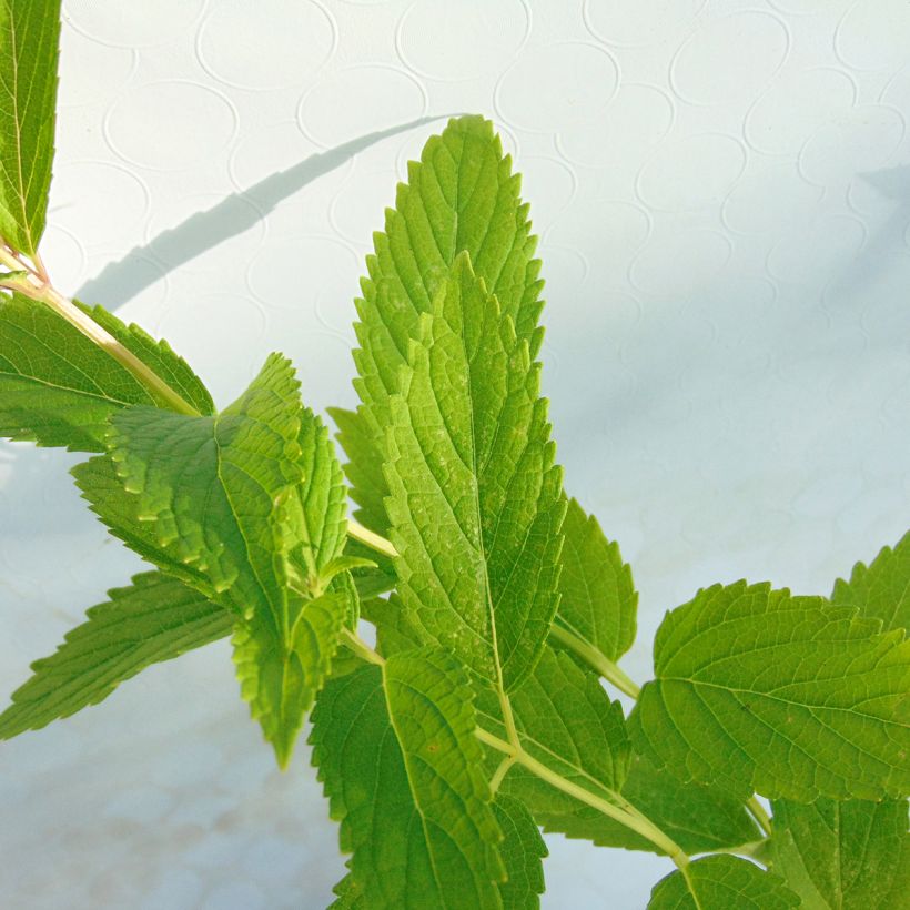 Sitzende Katzenminze - Nepeta subsessilis (Laub)