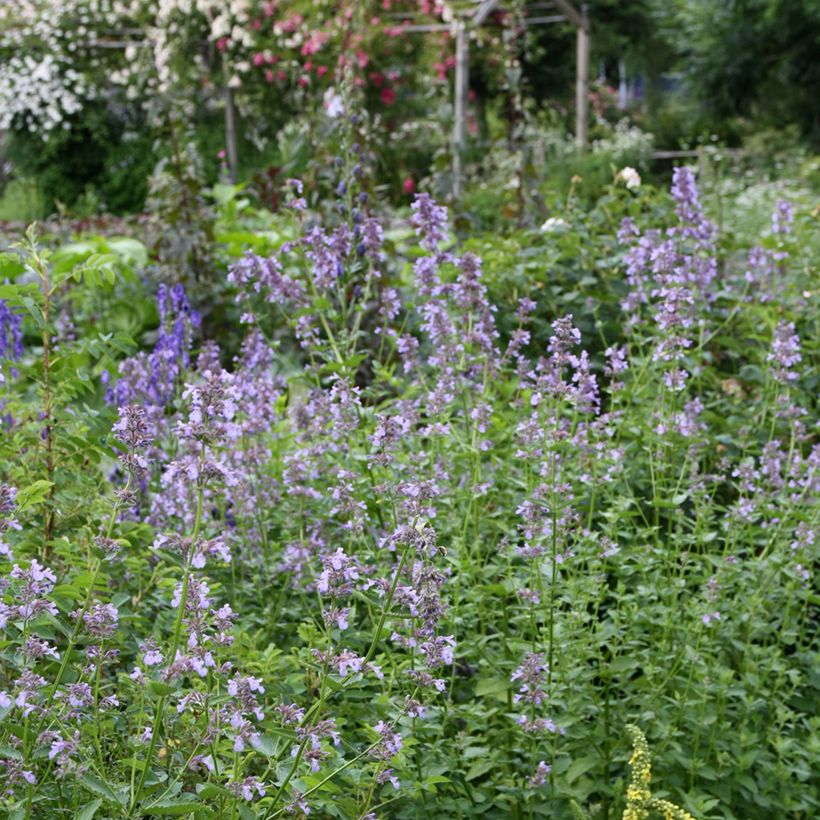 Sitzende Katzenminze - Nepeta subsessilis (Hafen)