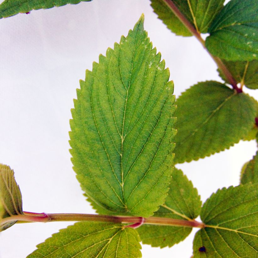 Sitzende Katzenminze Laufen - Nepeta subsessilis (Laub)