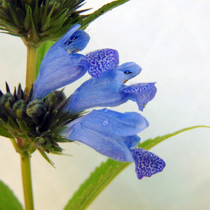 Sitzende Katzenminze Laufen - Nepeta subsessilis (Blüte)